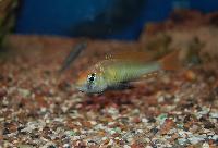 <i>Yssichromis pyrrhocephalus</i>