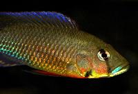 <i>Thoracochromis callichromus</i> 