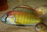 <i>Thoracochromis pharyngalis</i> 