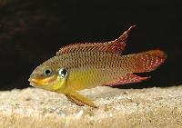 <i>Pelvicachromis taeniatus</i> 