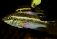 <i>Pelvicachromis sacrimontis</i> 