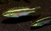 <i>Pelvicachromis sacrimontis</i> 