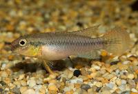<i>Congochromis dimidiatus</i>