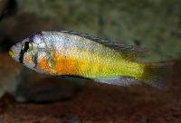 <i>Haplochromis sauvagei</i>