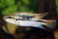 <i>Benitochromis conjunctus</i>