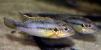 <i>Benitochromis ufermanni</i>