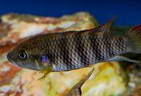 <i>Benitochromis batesii</i>