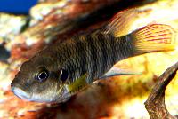 <i>Benitochromis batesii</i>