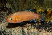 <i>Rubricatochromis exsul</i>