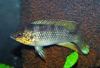 <i>Rubricatochromis cerastogaster</i>