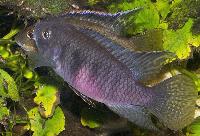 <i> Benitochromis nigrodorsalis</i>