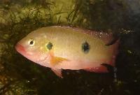 <i>Rubricatochromis letourneuxi</i>