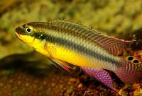 <i>Pelvicachromis kribensis</i>, Bidou