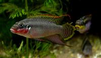 <i>Pelvicachromis taeniatus</i> "Nigerian red"