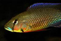 <i>Thoracochromis callichromus</i>