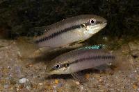 <i>Pelvicachromis lucanusi</i>