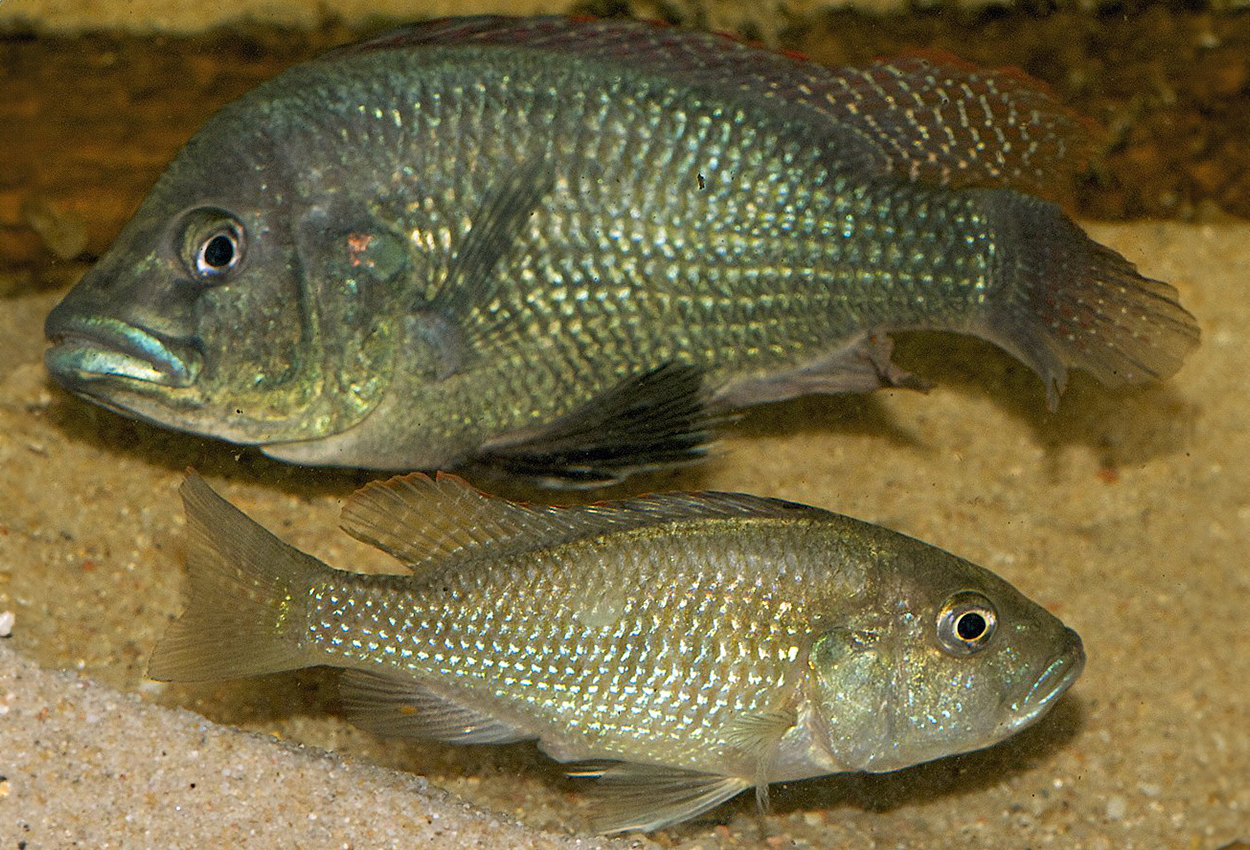 Foto på fisken Astatotilapia desfontainii