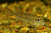 <i>Orthochromis malagaraziensis</i>