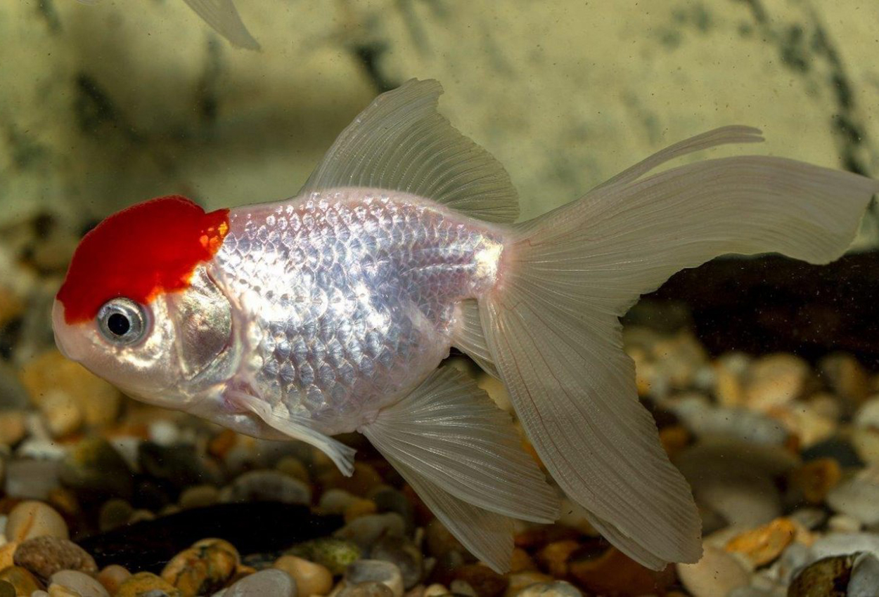 Foto på fisken Carassius auratus auratus