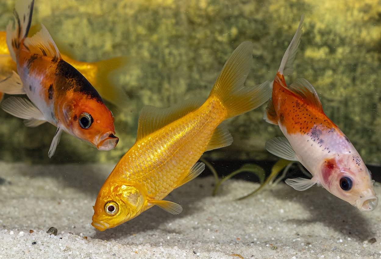 <i>Carassius</i> <i>auratus</i>