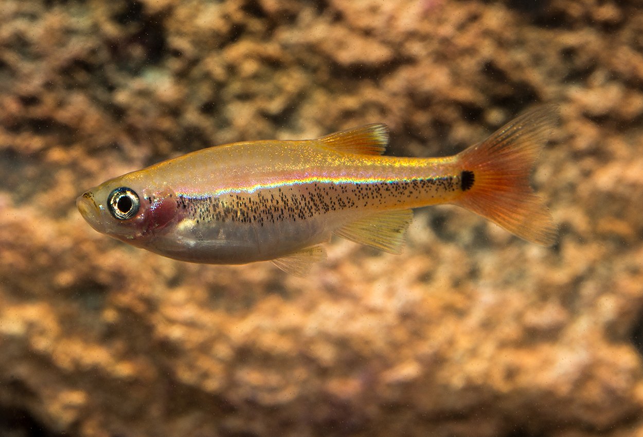 Guld kardinalfisk