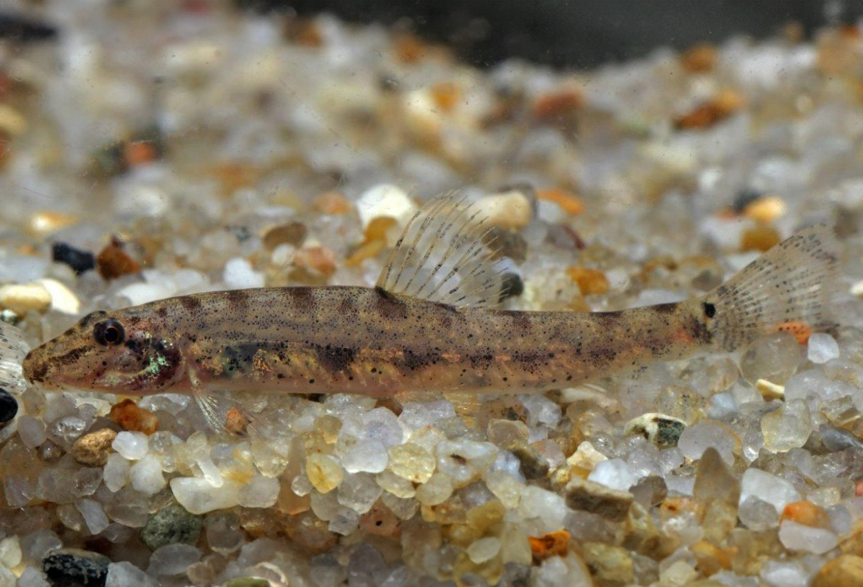 Foto på fisken Kottelatlimia hipporhynchos