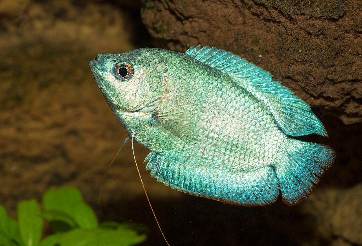 Foto på fisken Trichogaster lalius