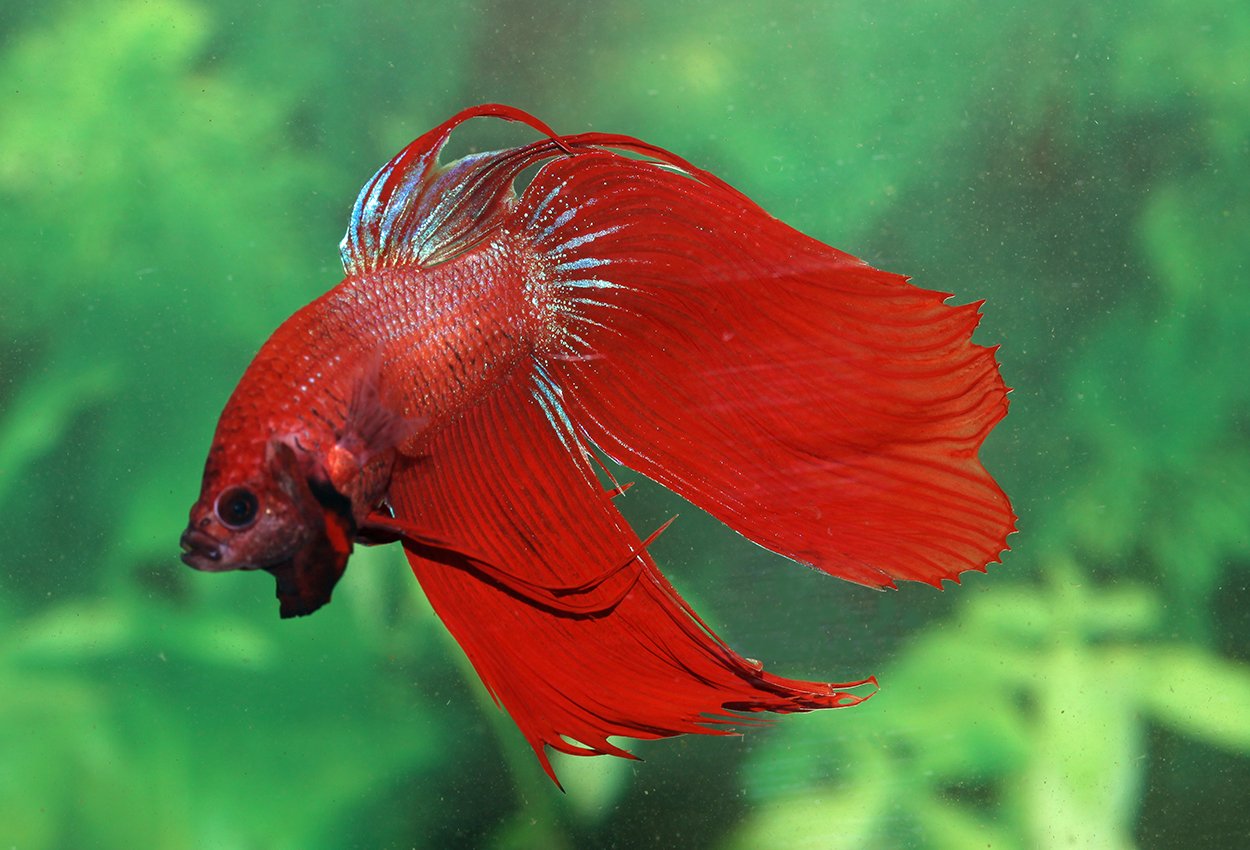 <i>Betta</i> <i>splendens</i>