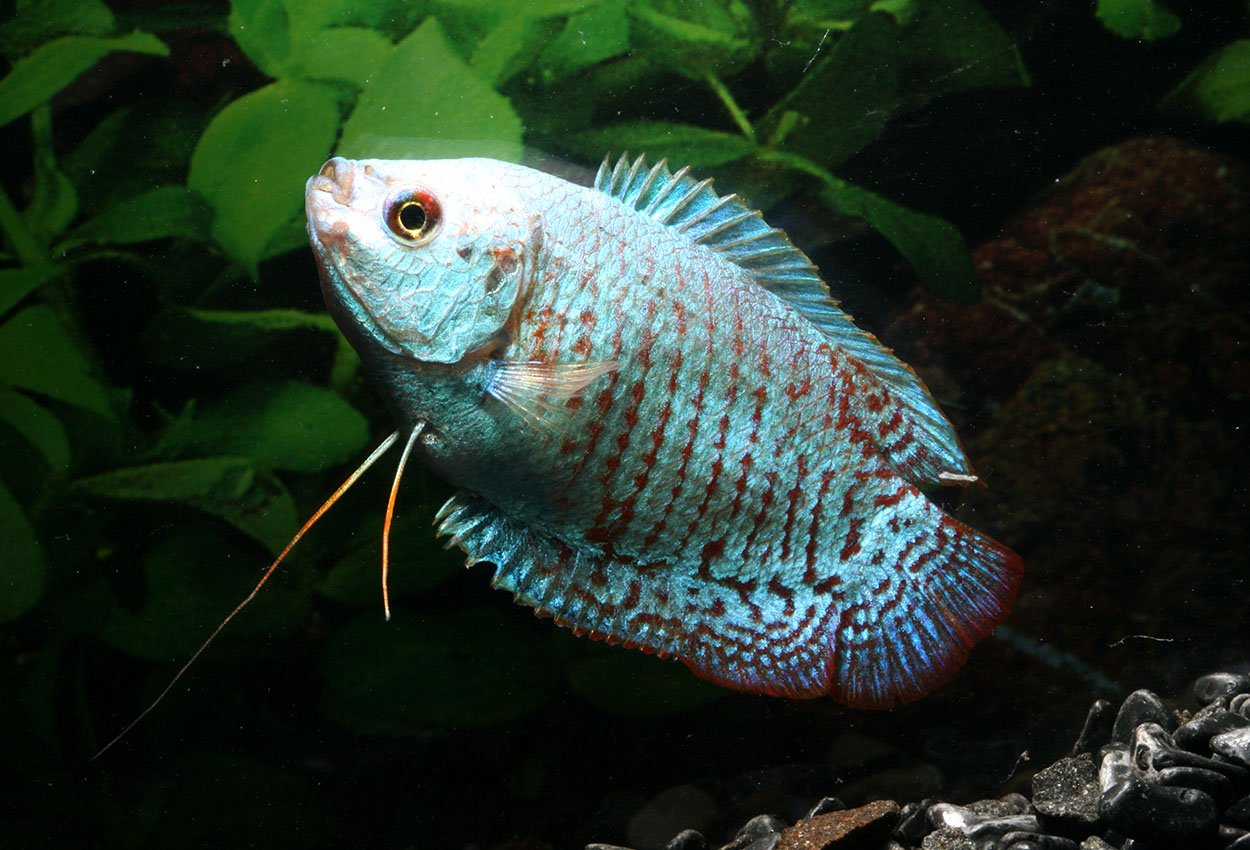 Foto på fisken Trichogaster lalius