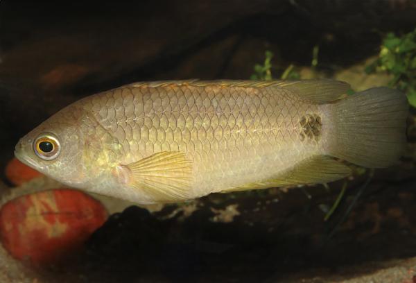 Kingsleys ctenopoma 