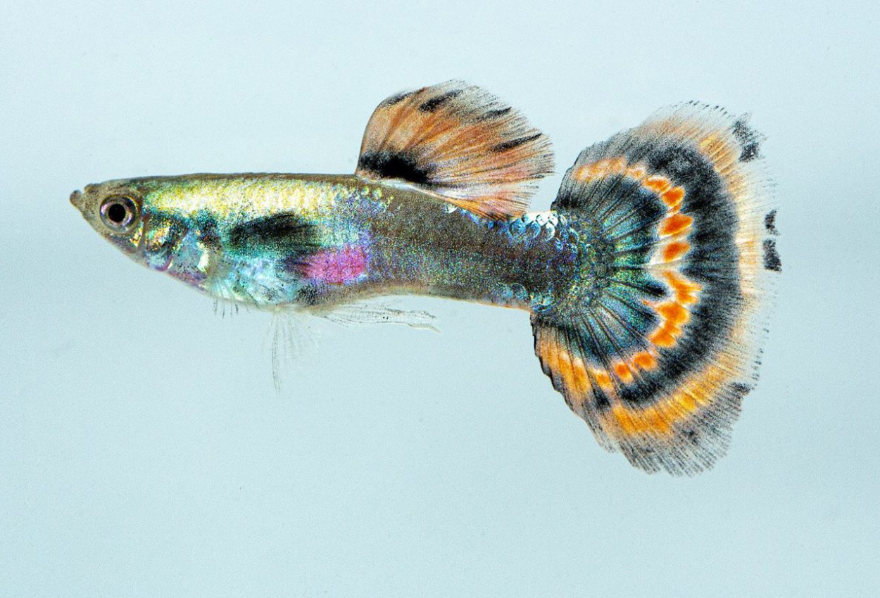 Foto på fisken Poecilia reticulata