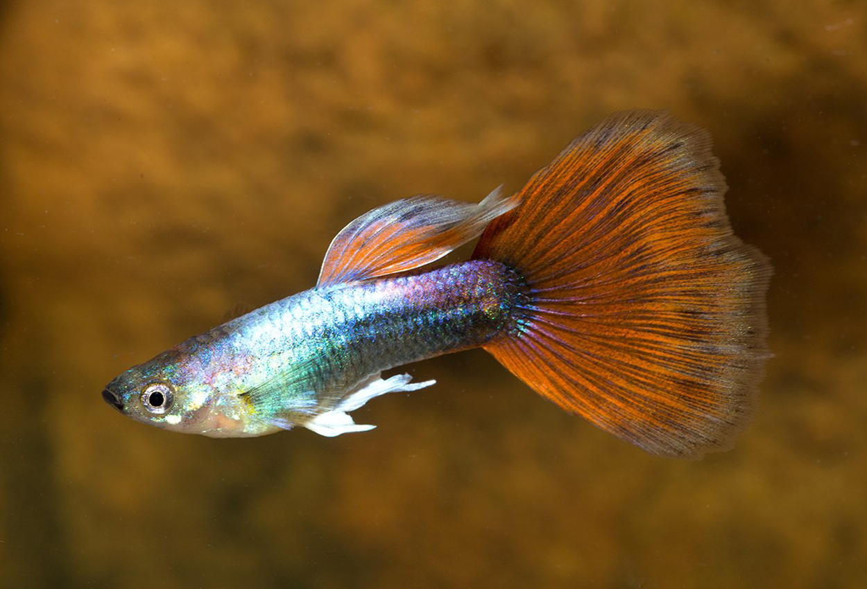 Foto på fisken Poecilia reticulata