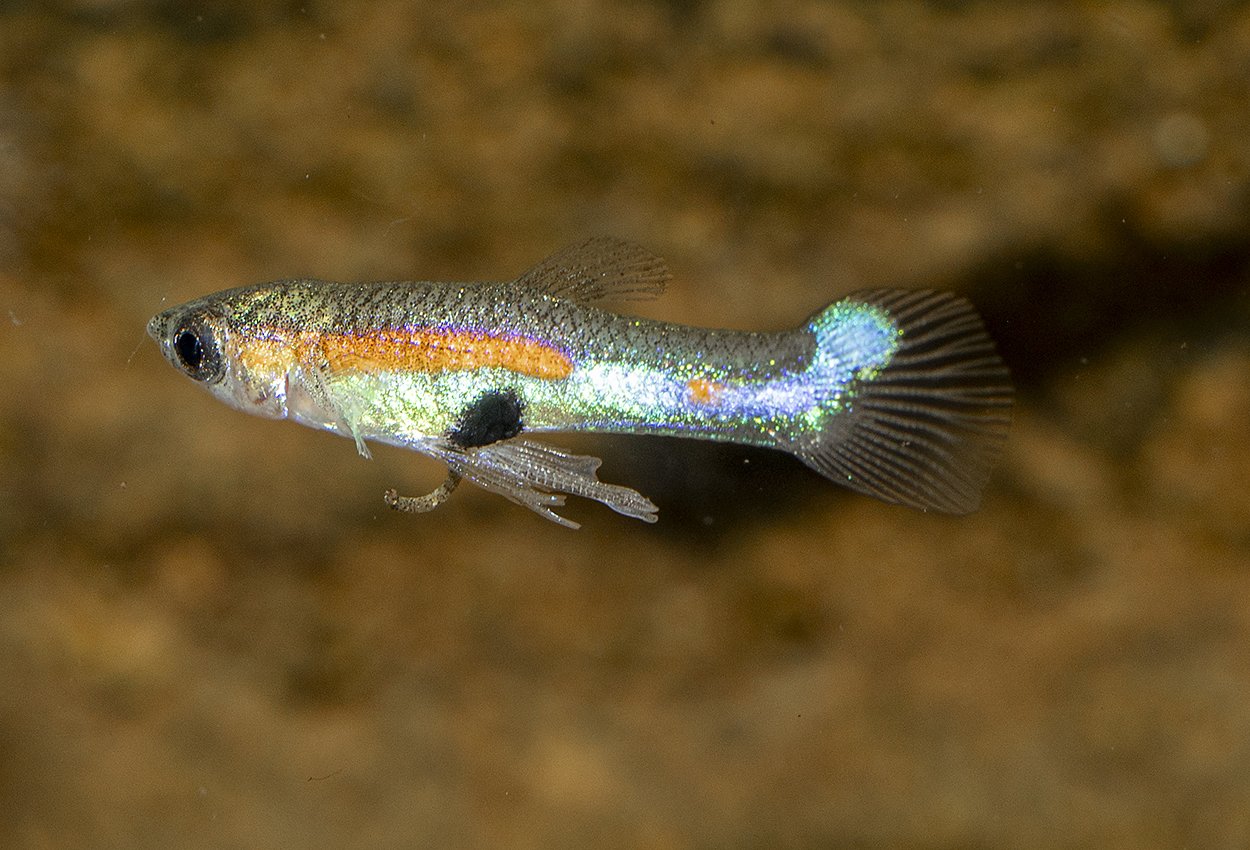 Endlers guppy Campoma40 stelltail 