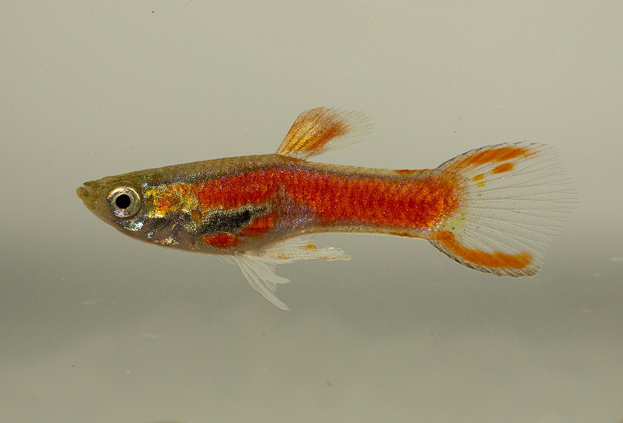 Endlers guppy red scarlet