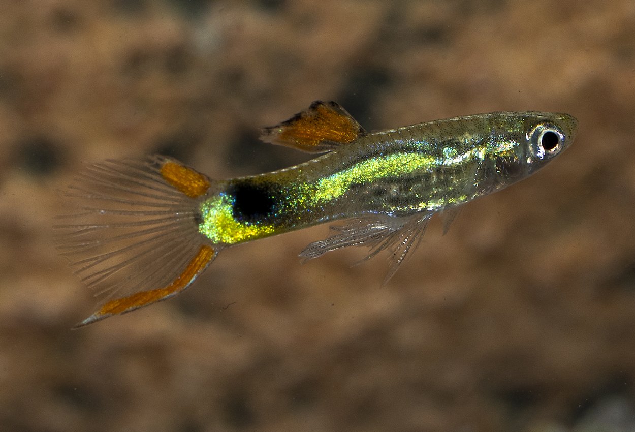 Endlers guppy Campona48 Black-green