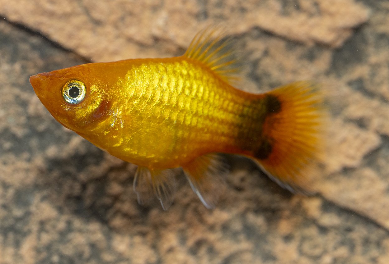 Gulneon Musse Pigg platy