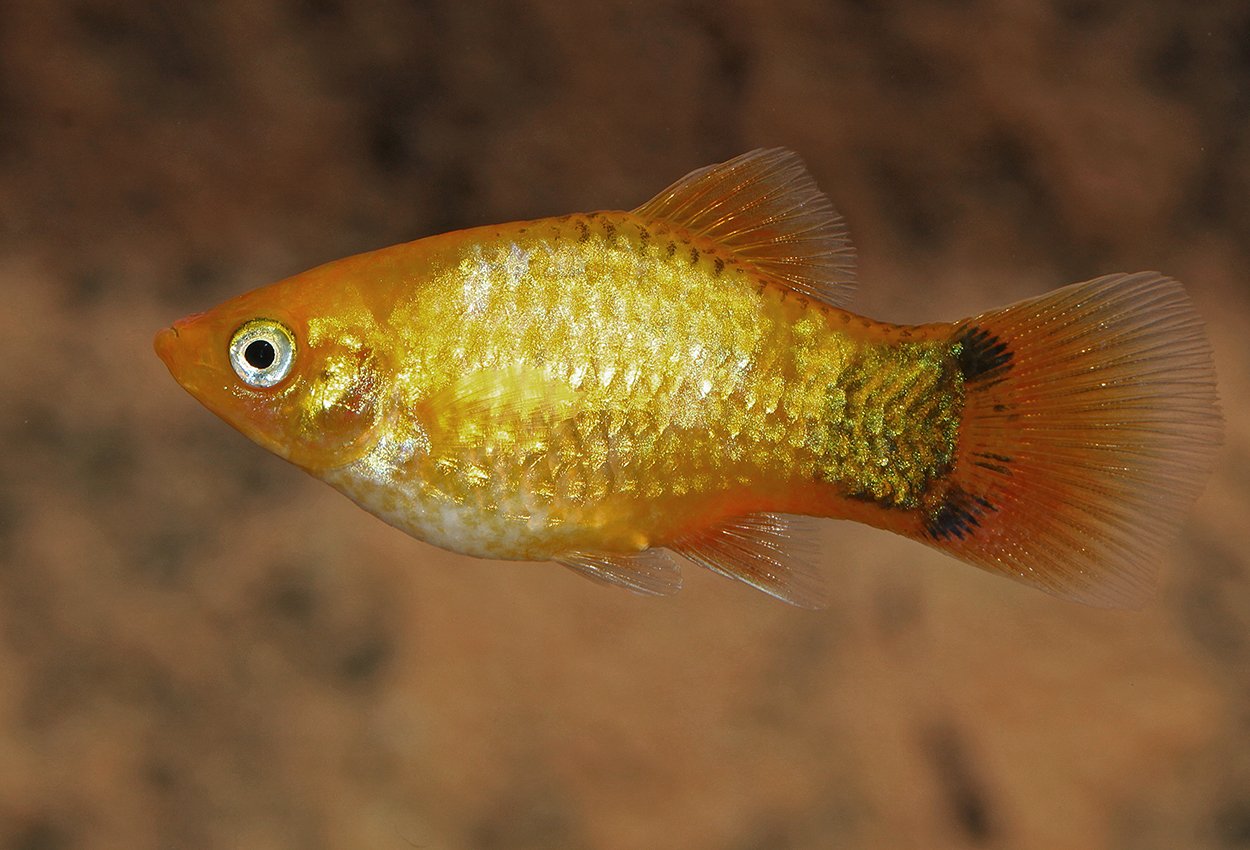 Sunset neon musse pigg platy