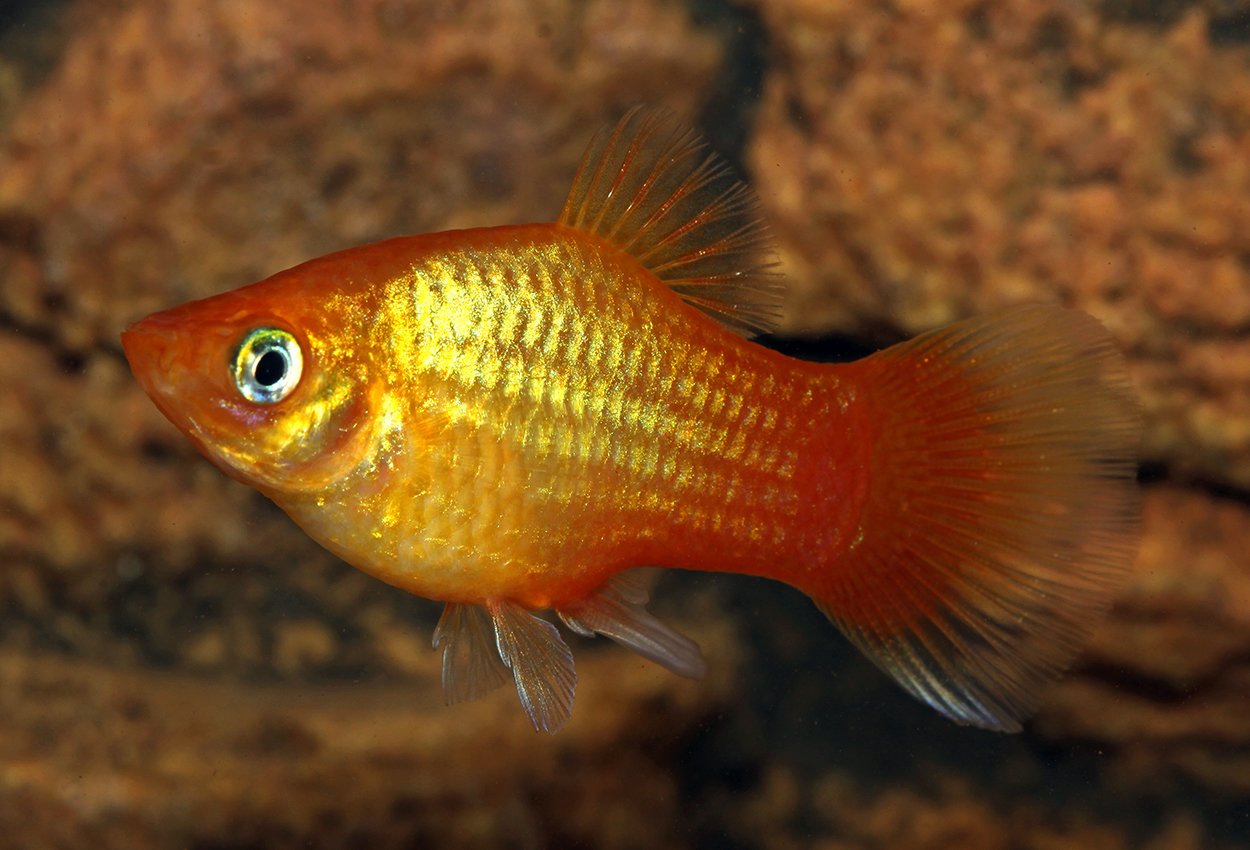 <i>Xiphophorus</i> <i>maculatus</i>