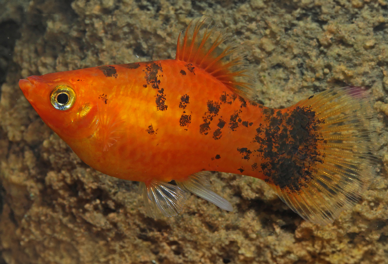 Foto på fisken Xiphophorus maculatus