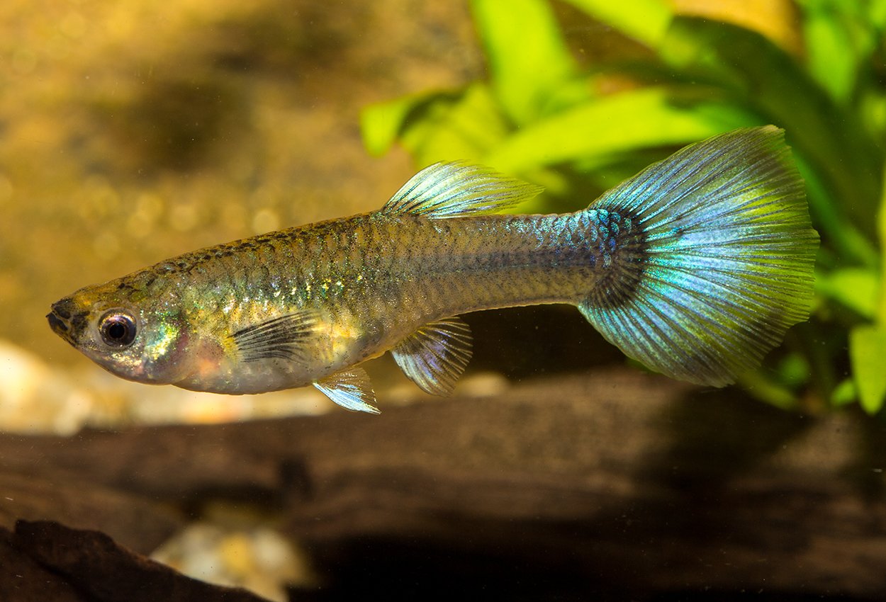 Guppy bluetail hona