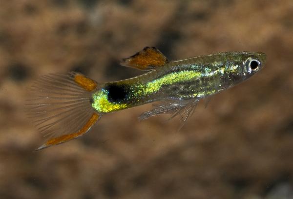 Endlers guppy Campona48 Black-green