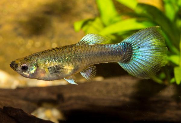 Guppy bluetail hona