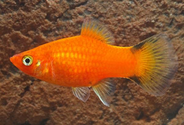 Röd comet platy