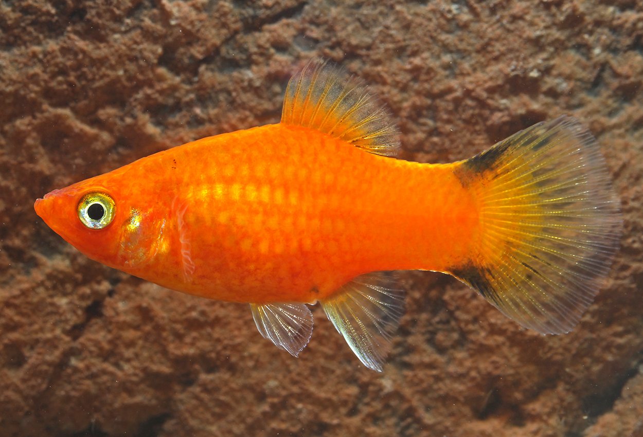 Röd comet platy