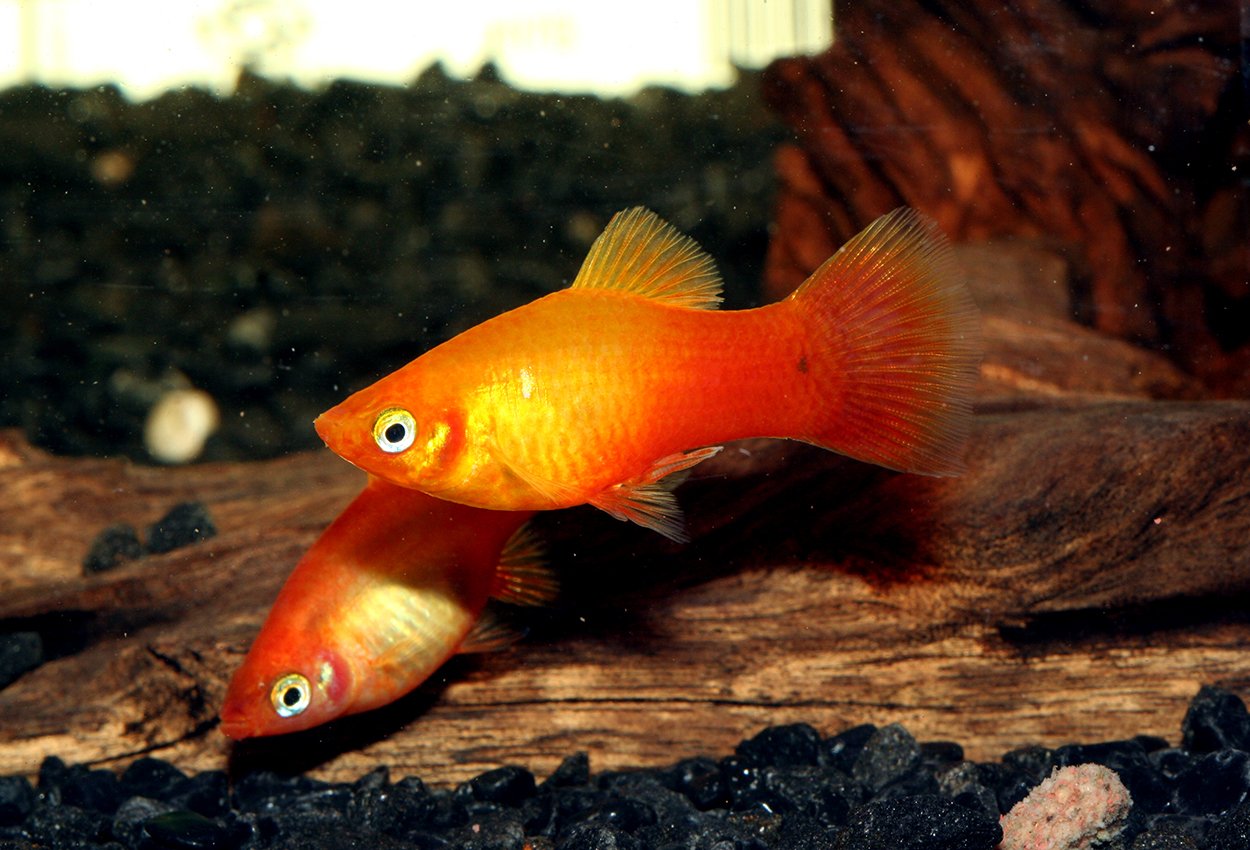 Sunset platy