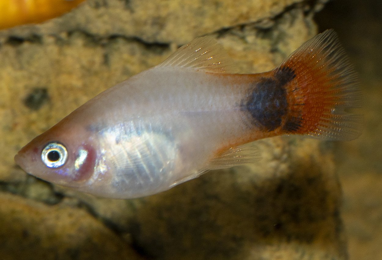 Vit rödstjärtad platy