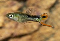 Endlers guppy Cumana silverado