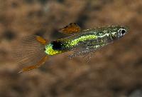 Endlers guppy Campona48 Black-green