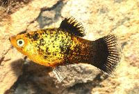 Caliconeon korallplaty