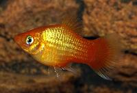 Sunset neon platy